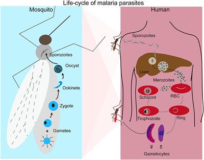 Frontiers | Host-Malaria Parasite Interactions And Impacts On Mutual ...